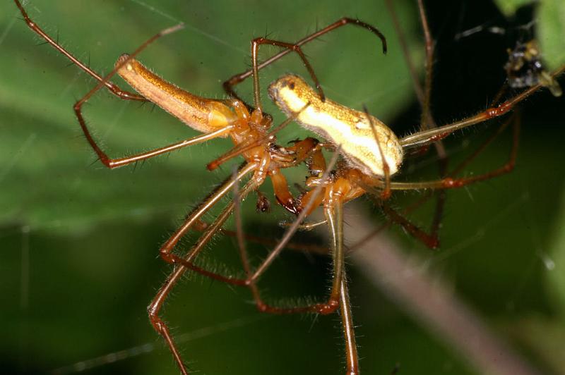 Tetragnatha_montana_D4983_Z_91_Les Gris_Frankrijk.jpg